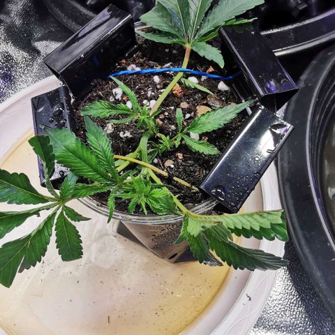 COP (clone2) growlog timeline photo