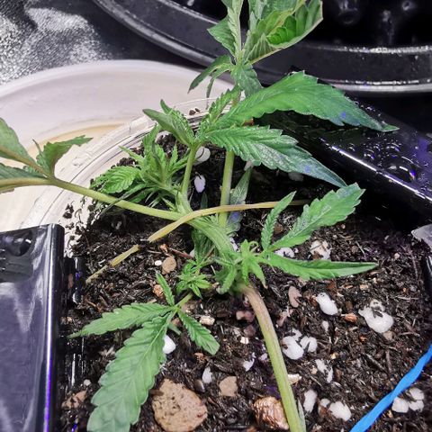 COP (clone2) growlog timeline photo