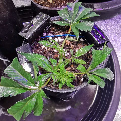 COP (clone2) growlog timeline photo