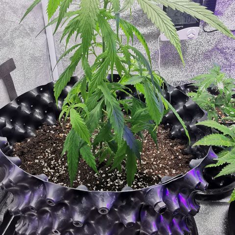Gorilla OG growlog timeline photo
