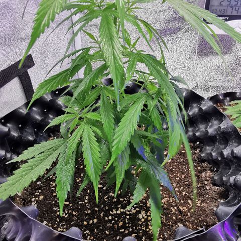 Gorilla OG growlog timeline photo