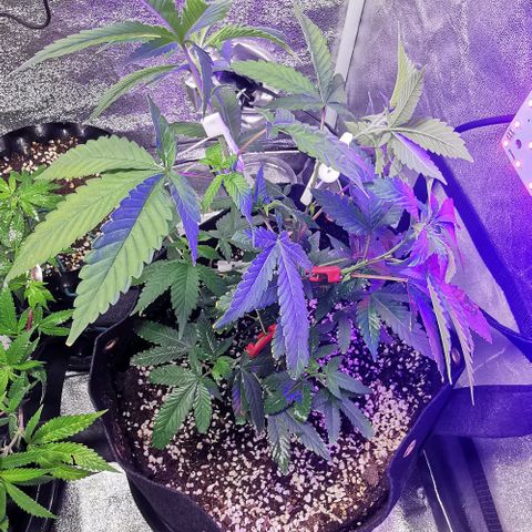 COP growlog timeline photo