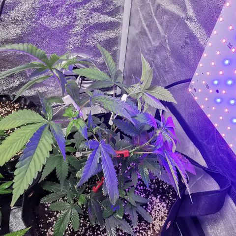 COP growlog timeline photo