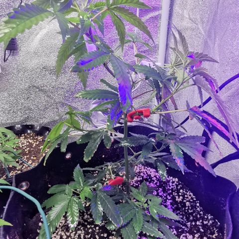 COP growlog timeline photo