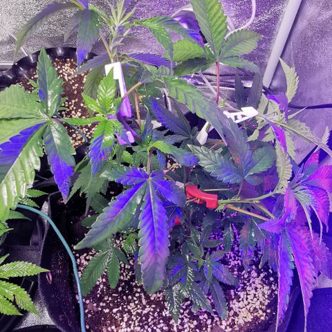 COP growlog timeline photo