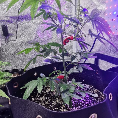 COP growlog timeline photo