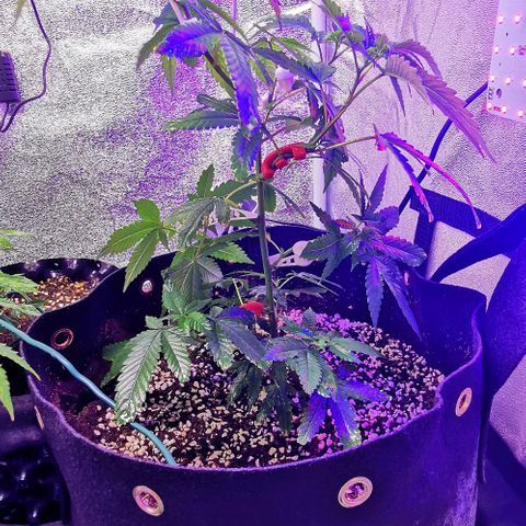 COP growlog timeline photo