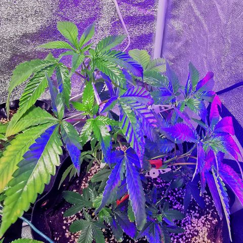COP growlog timeline photo