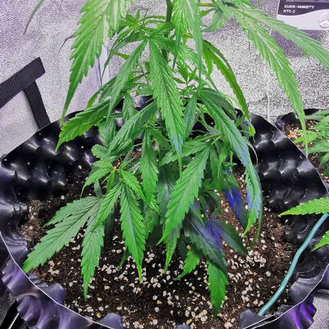 Gorilla OG growlog timeline photo