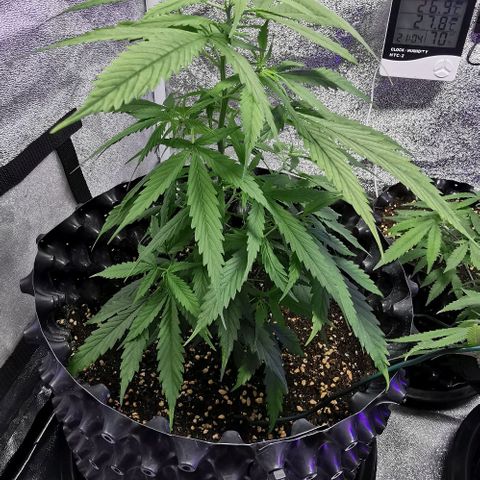 Gorilla OG growlog timeline photo