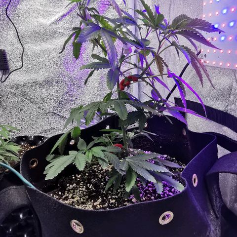 COP growlog timeline photo