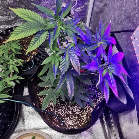 COP growlog timeline photo