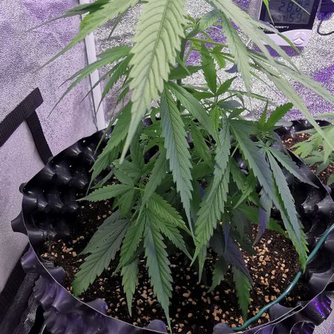 Gorilla OG growlog timeline photo