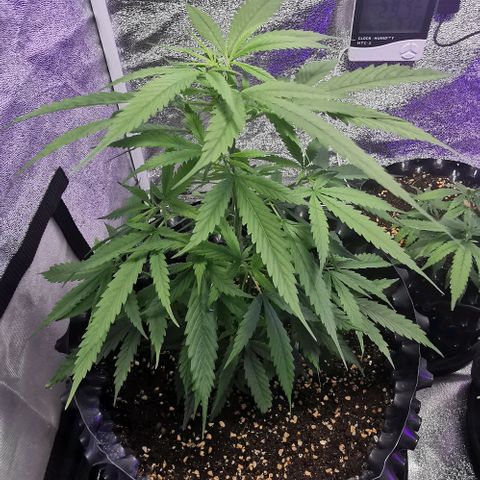 Gorilla OG growlog timeline photo