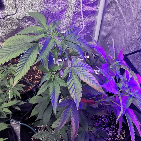 COP growlog timeline photo