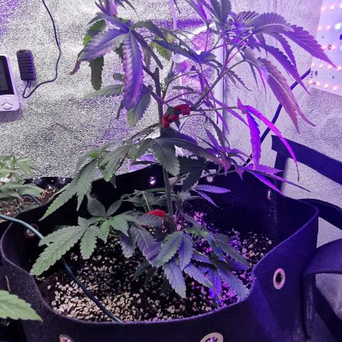 COP growlog timeline photo