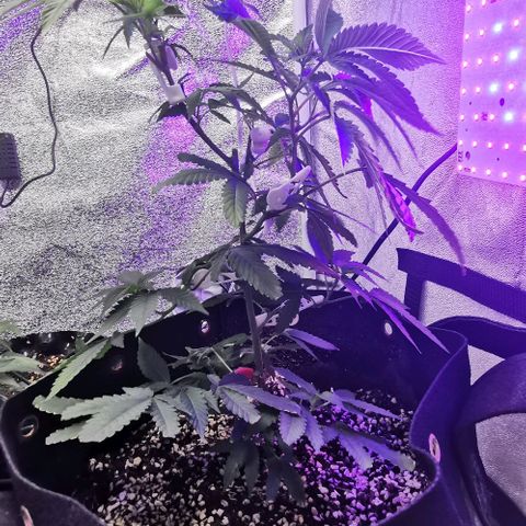COP growlog timeline photo