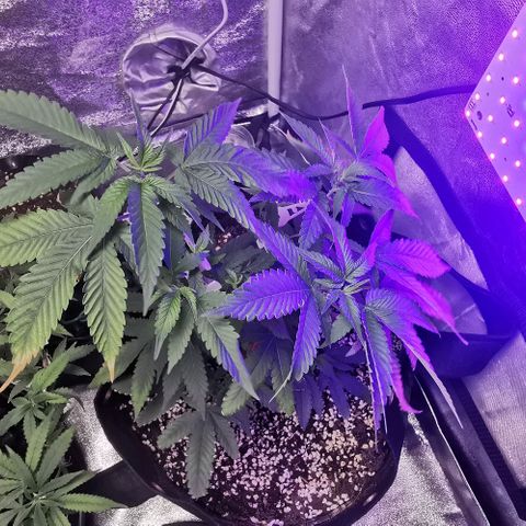 COP growlog timeline photo