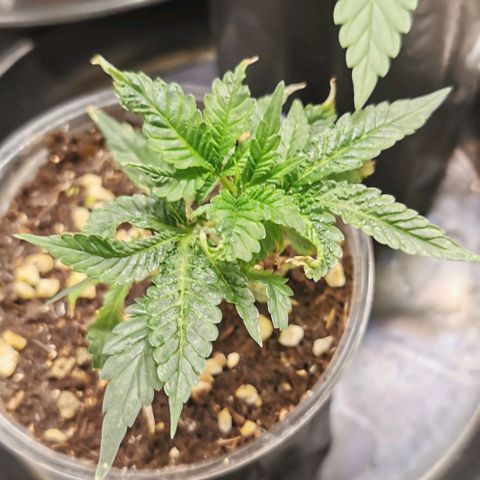 COP (clone2) growlog timeline photo