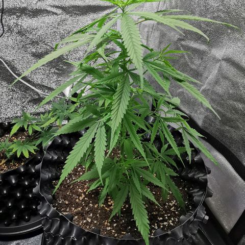 Gorilla OG growlog timeline photo