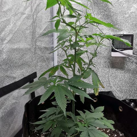 COP growlog timeline photo