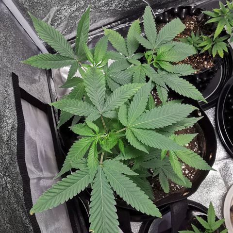 COP growlog timeline photo