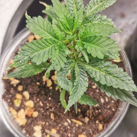 COP (clone2) growlog timeline photo