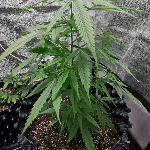 Gorilla OG growlog timeline photo