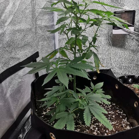 COP growlog timeline photo