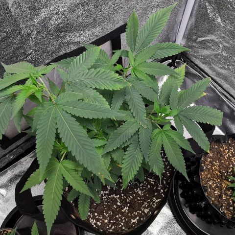 COP growlog timeline photo