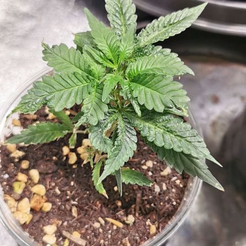 COP (clone2) growlog timeline photo
