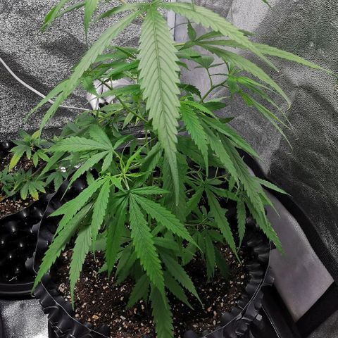 Gorilla OG growlog timeline photo