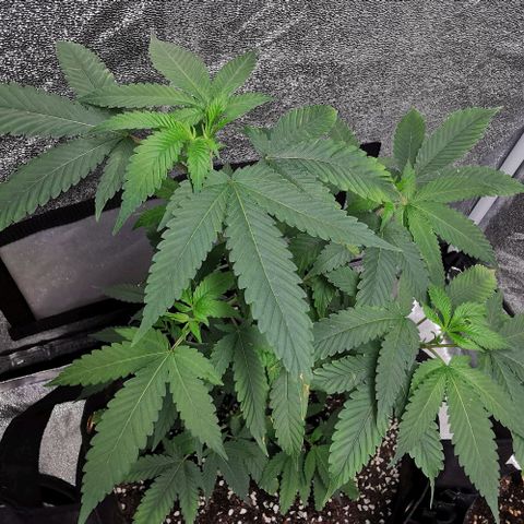 COP growlog timeline photo