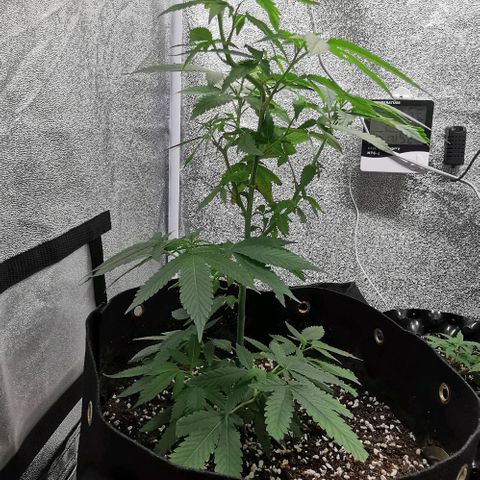 COP growlog timeline photo
