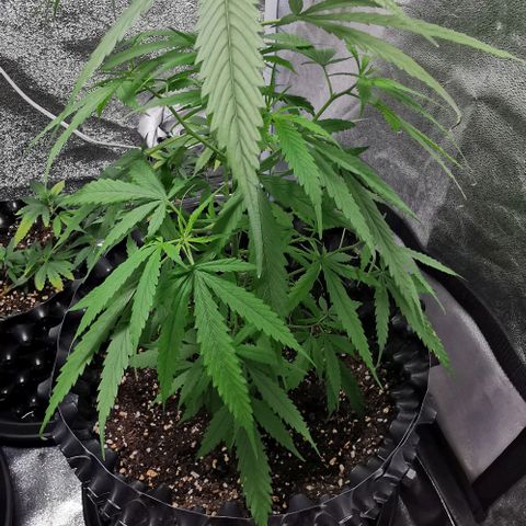 Gorilla OG growlog timeline photo