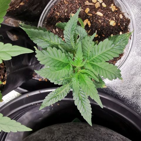 COP (clone2) growlog timeline photo