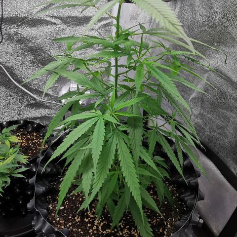 Gorilla OG growlog timeline photo