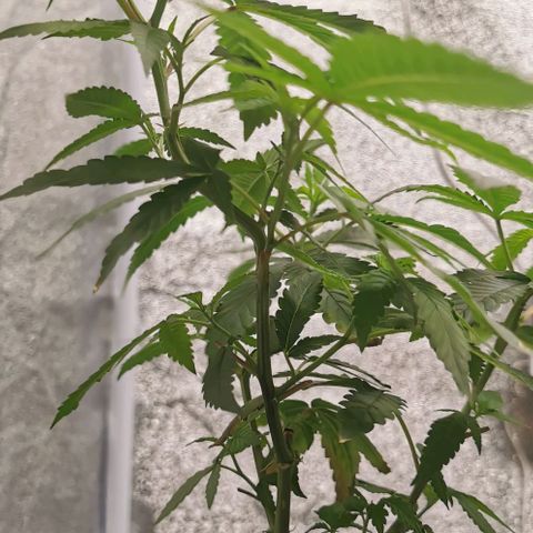 COP growlog timeline photo