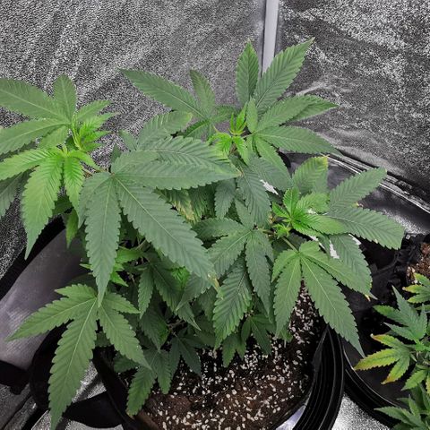 COP growlog timeline photo