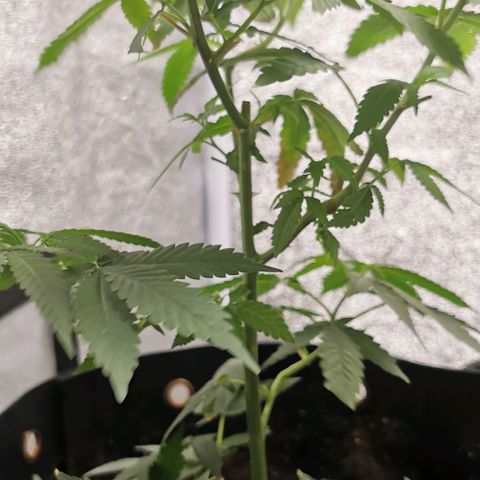 COP growlog timeline photo
