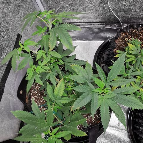 COP growlog timeline photo