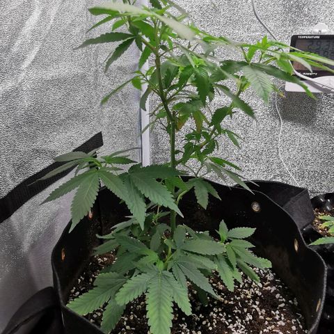 COP growlog timeline photo