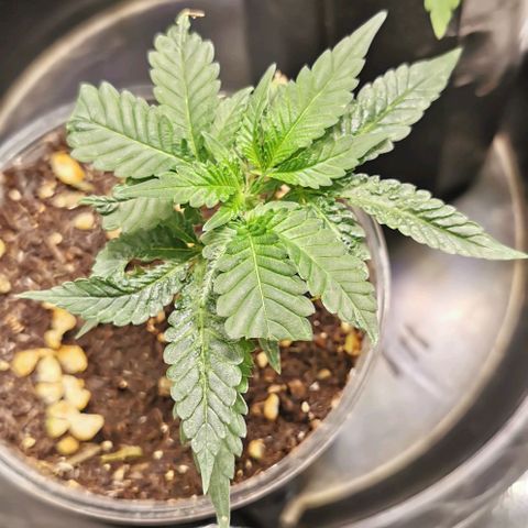 COP (clone2) growlog timeline photo