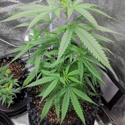 Gorilla OG growlog timeline photo