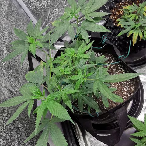 COP growlog timeline photo