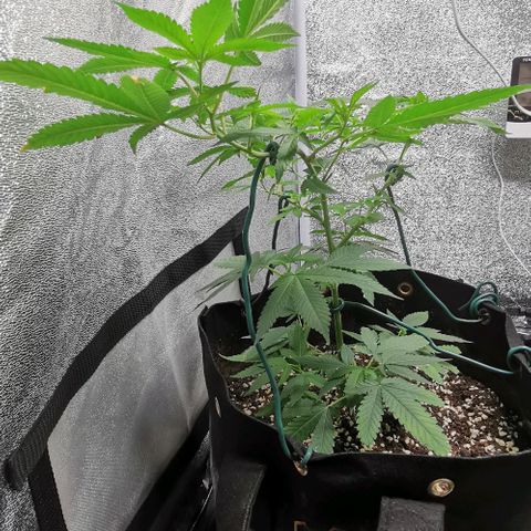 COP growlog timeline photo