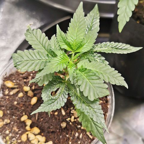 COP (clone2) growlog timeline photo
