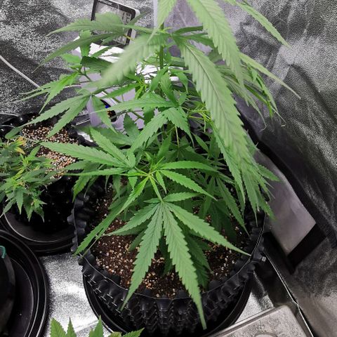 Gorilla OG growlog timeline photo