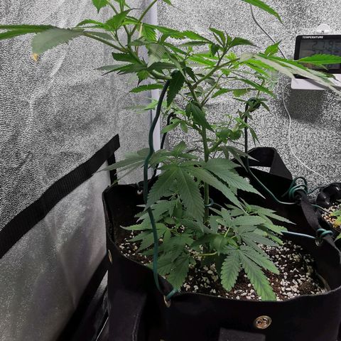 COP growlog timeline photo