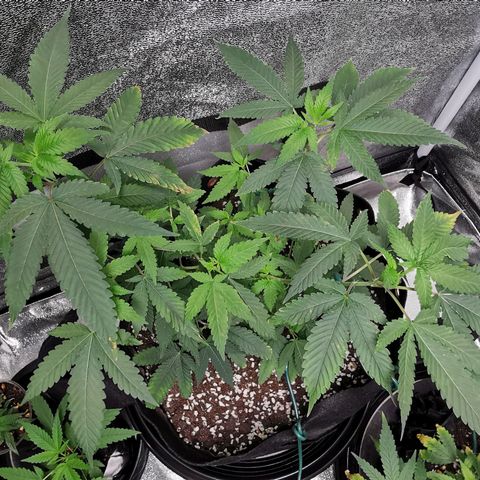 COP growlog timeline photo